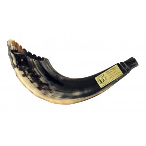 Ram's Horn Shofar Moroccan Style Dark Color with Crown Cut