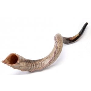 Nostalgia Crown Design Yemenite Shofar - Natural