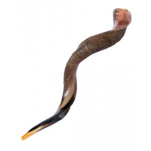 Extra Large Yemenite Kudu Shofar - Half Polished Half Natural