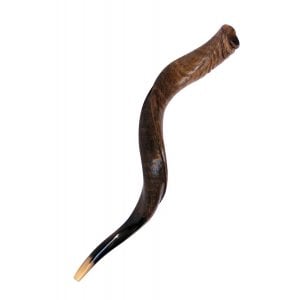 Medium Yemenite Shofar Natural Finish