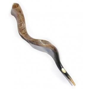Extra Large Yemenite Shofar Kudu Polished