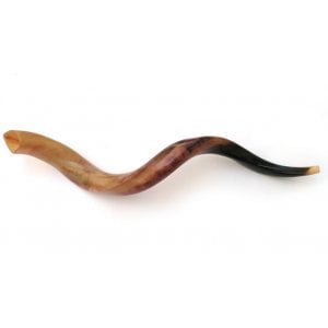 Large Yemenite Polished Shofar