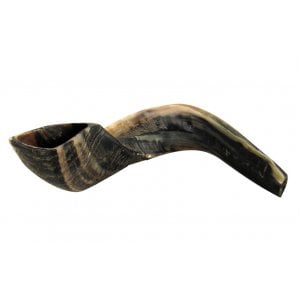 Large Black Rams Horn Shofar - Natural