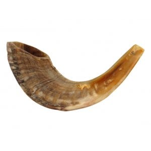 Medium Rams Horn Shofar - Natural