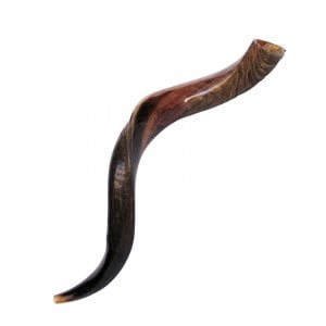 Medium Yemenite Kudu Shofar - Half Polished Half Natural