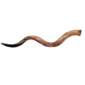 Jumbo Yemenite Polished Shofar