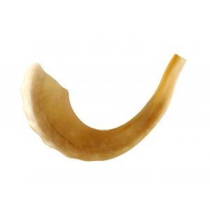 Large Ram's Horn Kosher Shofar Polished Made in Israel