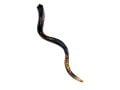 Collectors Hand Painted Yemenite Shofar - Lion of Judah