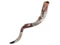 Decorative Yemenite Shofar with Sterling Silver with Menorah, Star of David and Olives