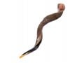 Extra Large Yemenite Kudu Shofar - Half Polished Half Natural