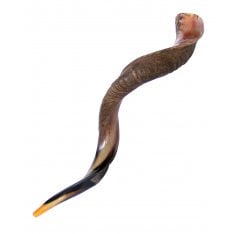 Extra Large Yemenite Kudu Shofar - Half Polished Half Natural
