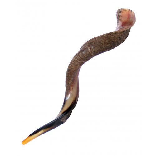 Extra Large Yemenite Kudu Shofar - Half Polished Half Natural