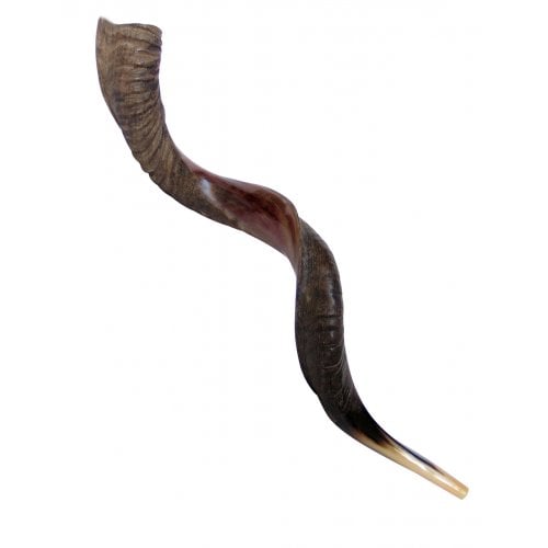 Extra Large Yemenite Kudu Shofar - Half Polished Half Natural