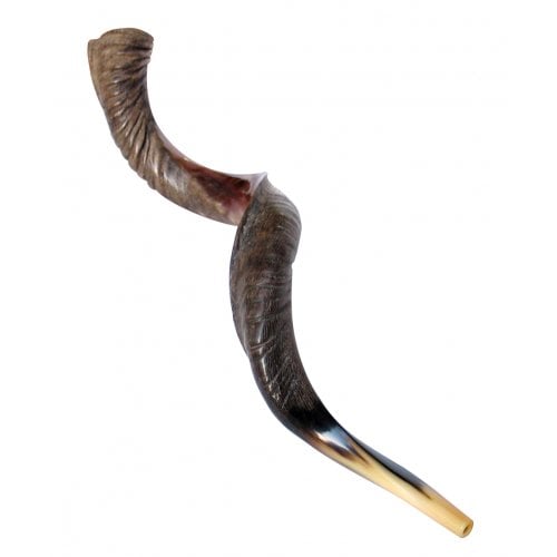 Extra Large Yemenite Kudu Shofar - Half Polished Half Natural