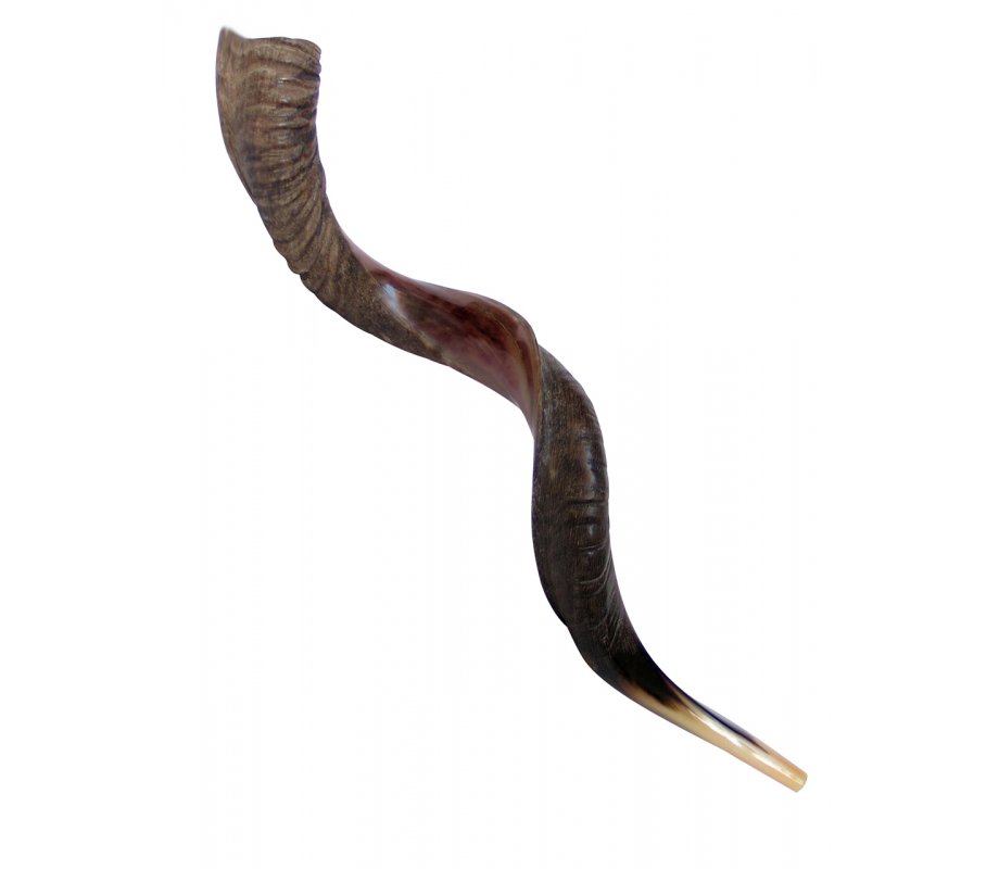 Extra Large Yemenite Kudu Shofar - Half Polished Half Natural