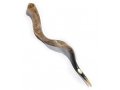 Extra Large Yemenite Polished Shofar