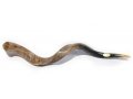 Extra Large Yemenite Polished Shofar