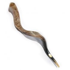 Extra Large Yemenite Polished Shofar