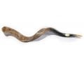 Extra Large Yemenite Shofar Kudu Polished