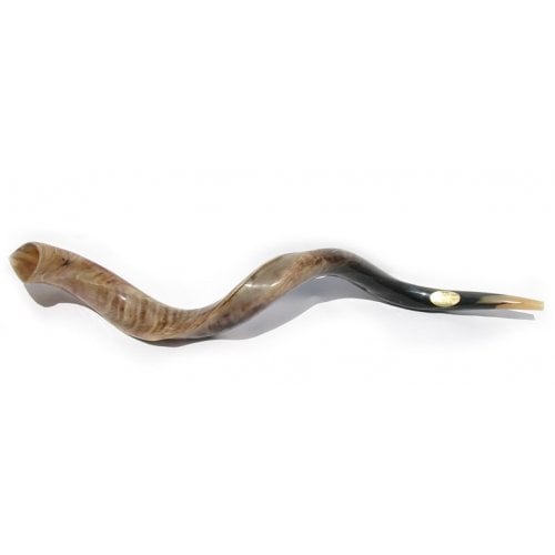 Extra Large Yemenite Shofar Kudu Polished