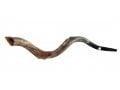 Half Natural Half Polished Nostalgic Crown Yemenite Shofar