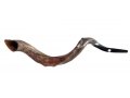 Half Natural Half Polished Nostalgic Crown Yemenite Shofar