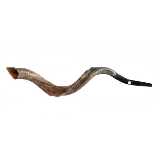 Half Natural Half Polished Nostalgic Crown Yemenite Shofar