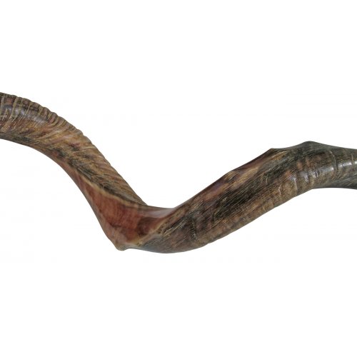 Half Natural Half Polished Nostalgic Crown Yemenite Shofar