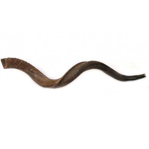 Jumbo Yemenite Natural Shofar