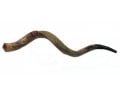 Jumbo Yemenite Shofar - Half Polished Half Natural