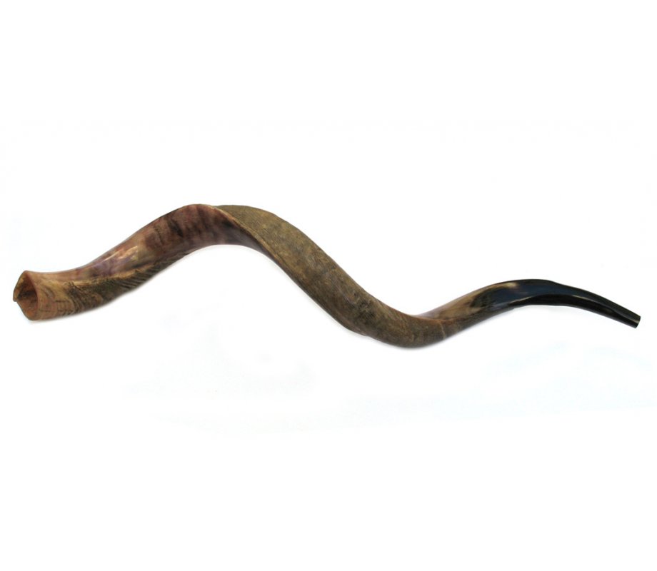 Jumbo Yemenite Shofar - Half Polished Half Natural