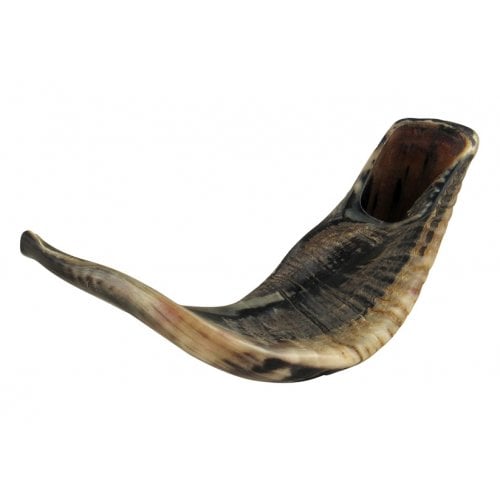 Large Black Rams Horn Shofar - Natural