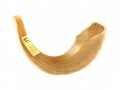 Large Ram's Horn Kosher Shofar Polished Made in Israel