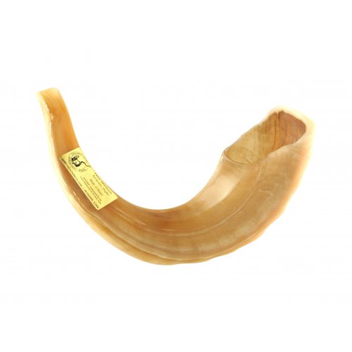 Large Ram's Horn Kosher Shofar Polished Made in Israel