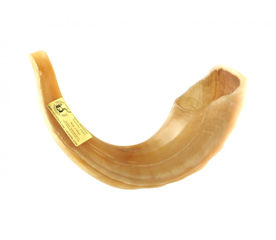 Large Rams Horn Shofar Polished