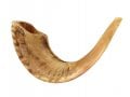 Large Rams Horn Shofar with Light Shades - Natural Finish