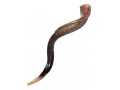 Large Yemenite Kudu Shofar - Half Polished Half Natural