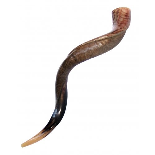 Large Yemenite Kudu Shofar - Half Polished Half Natural