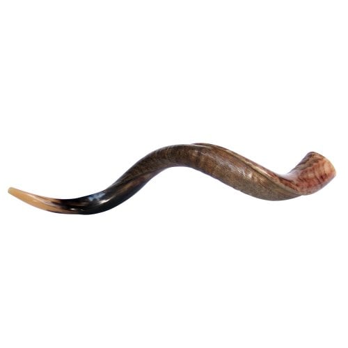 Large Yemenite Kudu Shofar - Half Polished Half Natural