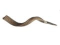 Large Yemenite Natural Shofar