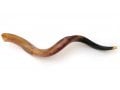 Large Yemenite Polished Shofar