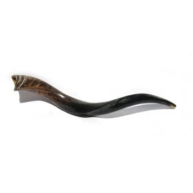 Large Yemenite Shofar Natural