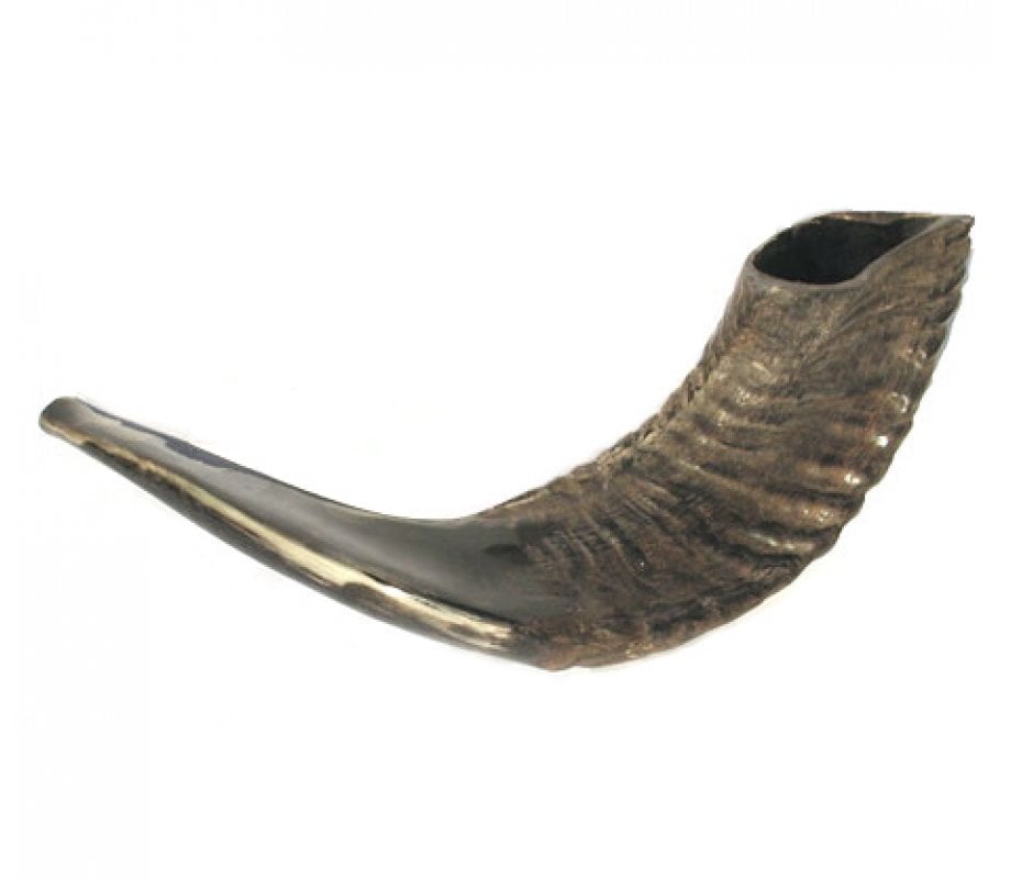 Natural Ram Horn Shofar with Curved Top and Stripes 