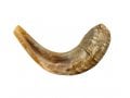Medium Rams Horn Shofar - Natural