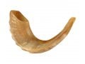 Medium Rams Horn Shofar - Polished