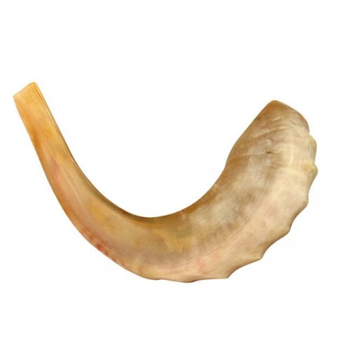 Medium Rams Horn Shofar - Polished