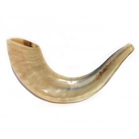 Medium Ram's Horn Shofar Natural