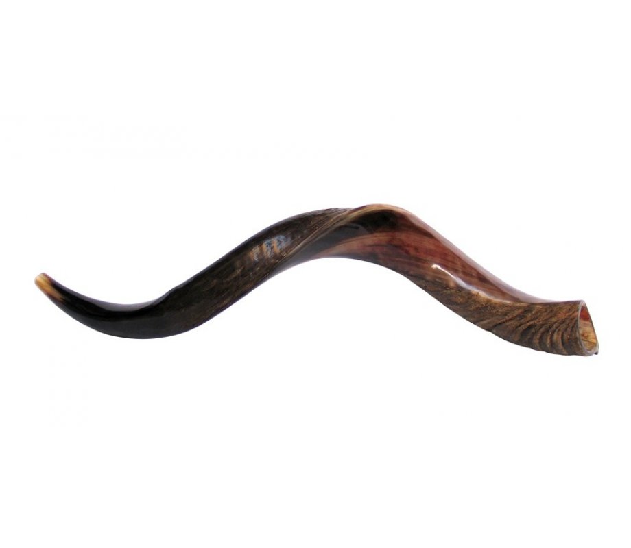 Medium Yemenite Kudu Shofar - Half Polished Half Natural