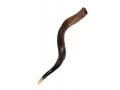 Medium Yemenite Shofar Natural Finish