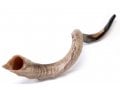 Nostalgia Crown Design Yemenite Shofar - Natural